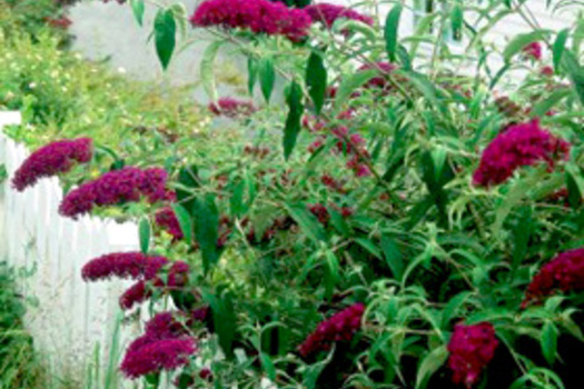 Buddleja davidii 'Royal Red'