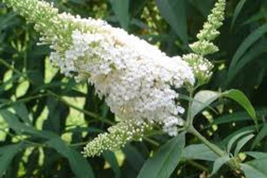 Buddleja davidii 'White Profusion'