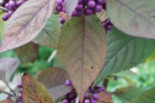 Callicarpa bodinieri 'Profusion'