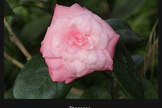 Camellia japonica 'Mathotiana Rosea'