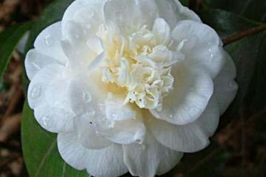 Camellia japonica 'Nobilissima'