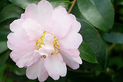 Camellia sasanqua