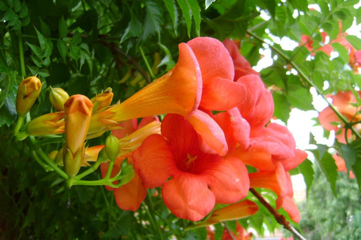 Campsis tagliabuana 'Mme Galen'