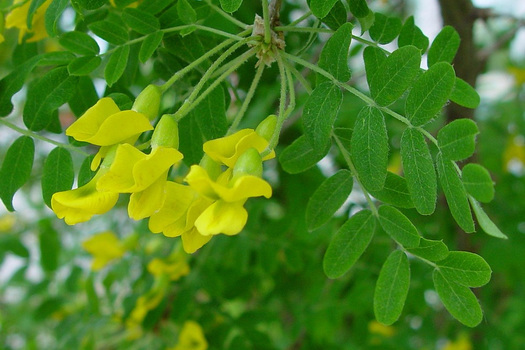 Caragana arborescens