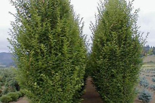 Carpinus betulus 'Fastigiata'