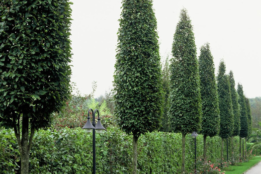 Carpinus betulus 'Frans Fontaine'