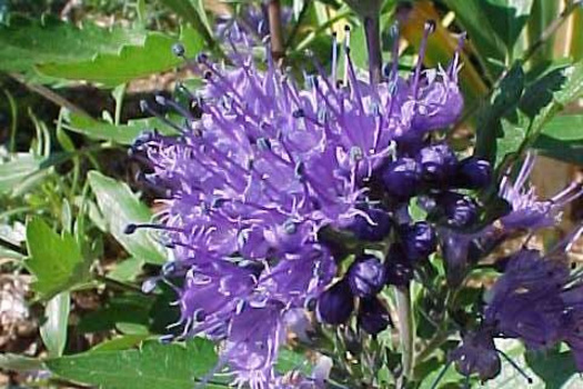 Caryopteris clandonensis 'Heavenly Blue'