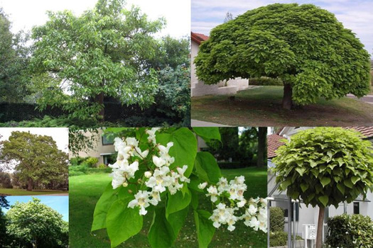 Catalpa bignonioides