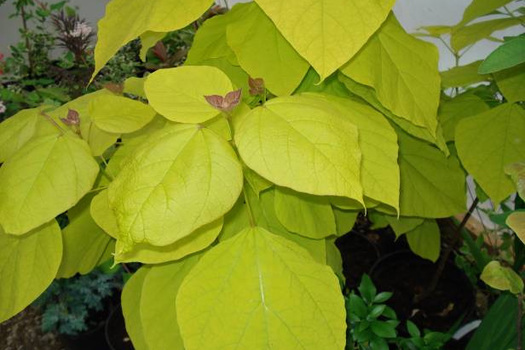 Catalpa bignonioides 'Aurea'