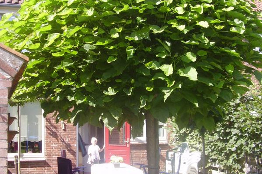 Catalpa bignonioides 'Nana'