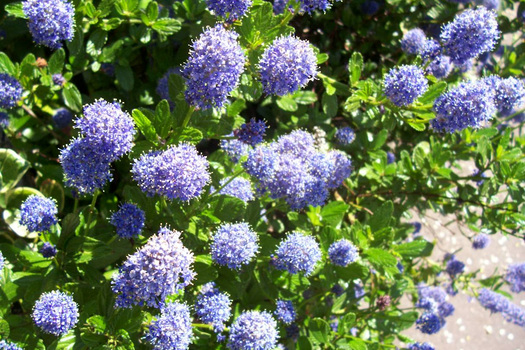 Ceanothus 'Burkwoodii'