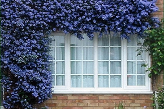 Ceanothus 'Concha'