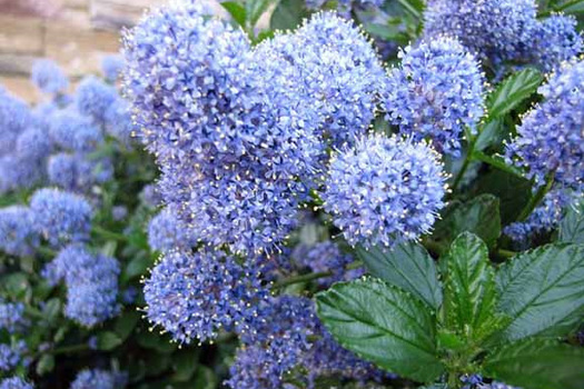 Ceanothus thyrsiflorus repens