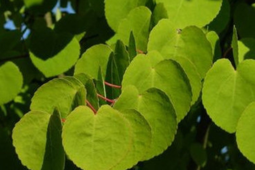 Cercidiphyllum japonicum