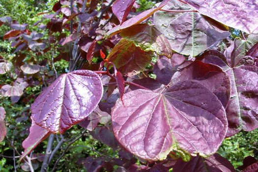 Cercis canadensis 'Forest Pansy'