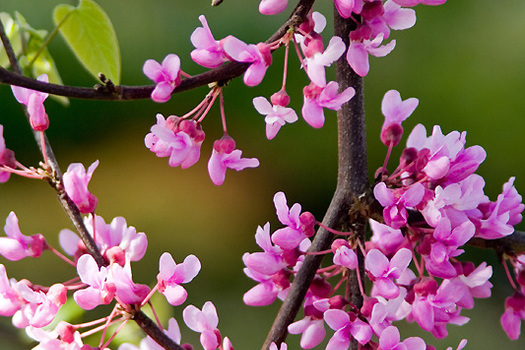 Cercis canadensis 'Lavender Twist'