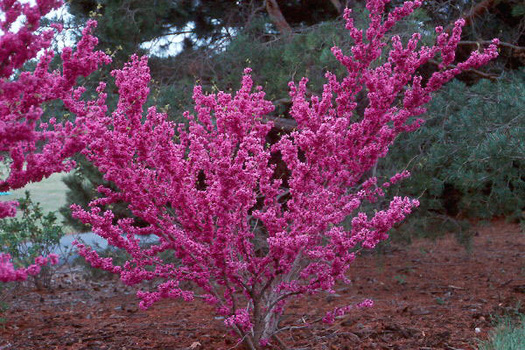 Cercis chinensis 'Avondale'