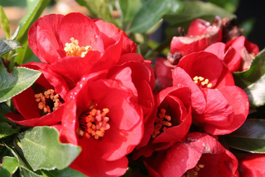 Chaenomeles superba 'Crimson and Gold'