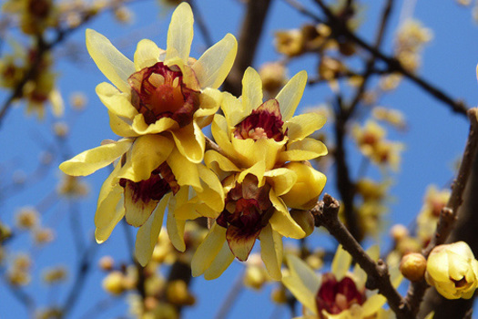 Chimonanthus praecox