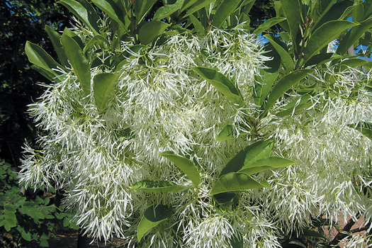 Chionanthus virginicus