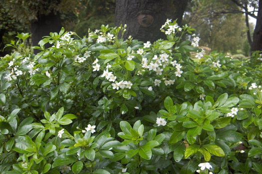 Choisya ternata