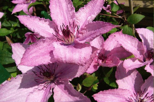 Clematis 'Hagley Hybrid'