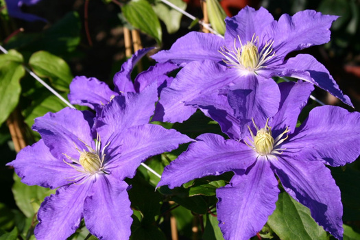 Clematis 'Lasurstern'