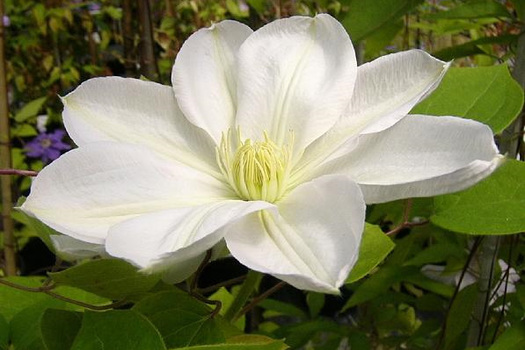 Clematis 'Mevrouw Le Coultre'