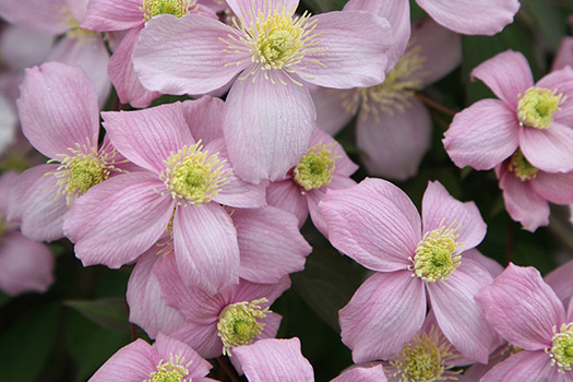 Clematis montana var. rubens