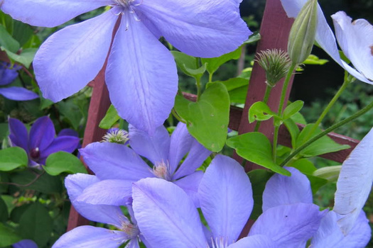 Clematis 'Mrs Cholmondeley'