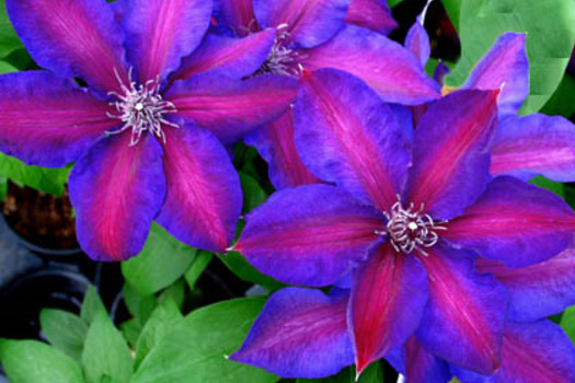 Clematis 'Mrs N. Thompson'