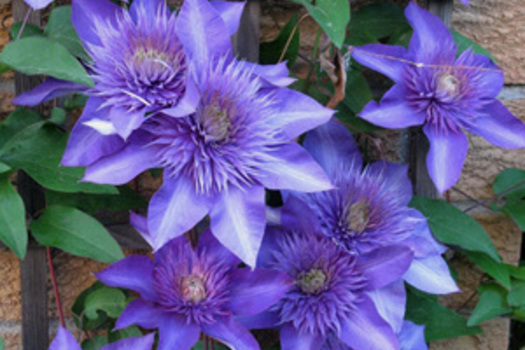 Clematis 'Multi Blue'