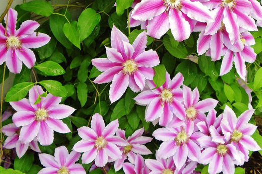 Clematis 'Nelly Moser'