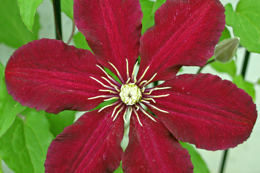 Clematis 'Niobe'