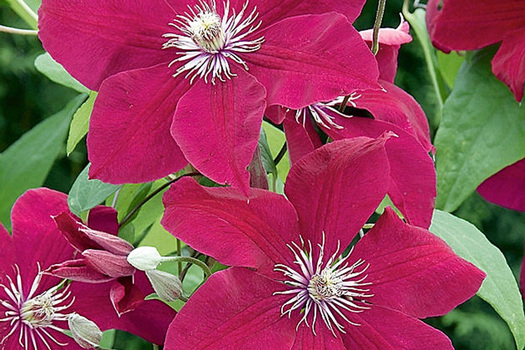 Clematis 'Rouge Cardinal'