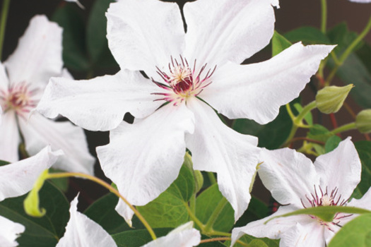 Clematis 'Snow Queen'