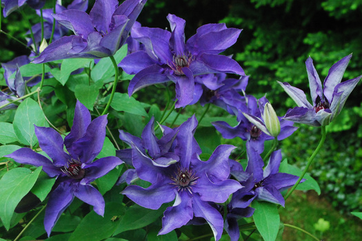 Clematis 'The President'