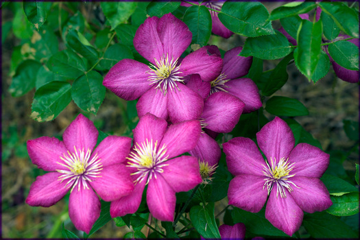 Clematis 'Ville de Lyon'