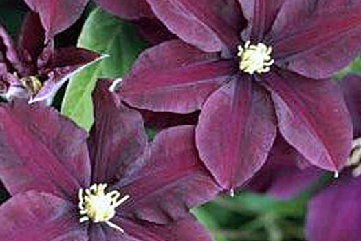 Clematis 'Warszawska Nike'