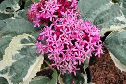 Clerodendrum bungei 'Pink Diamond'