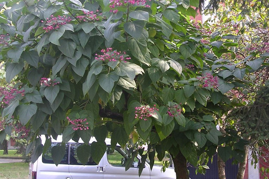 Clerodendrum trichotomum