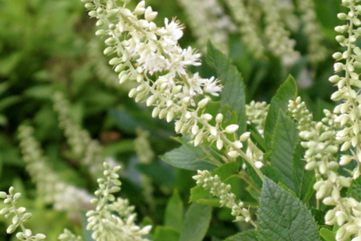 Clethra alnifolia