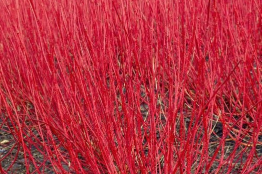 Cornus alba 'Sibirica'