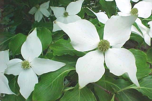 Cornus kousa chinensis