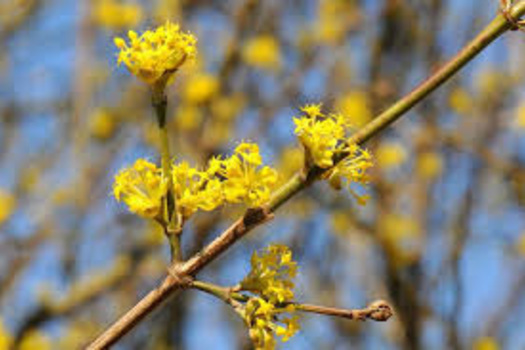 Cornus mas