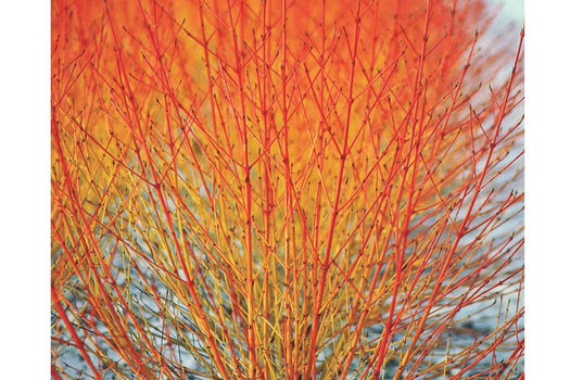 Cornus sanguinea 'Winter Beauty'