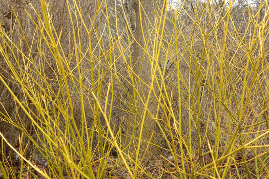 Cornus sericea 'Flaviramea'