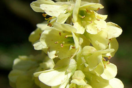 Corylopsis pauciflora