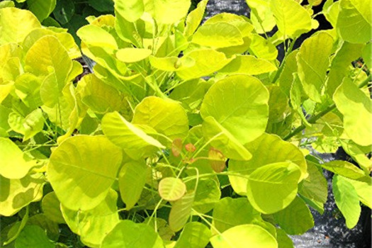 Cotinus coggygria 'Ancot'