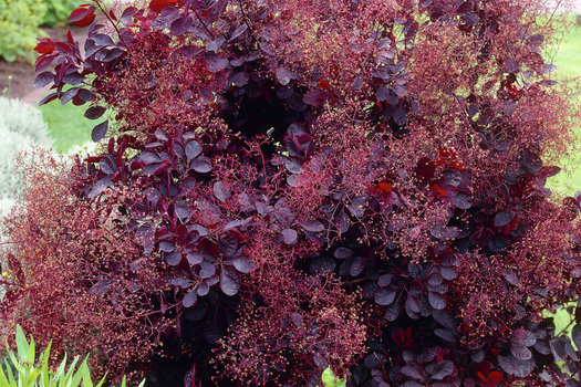 Cotinus coggygria 'Royal Purple'